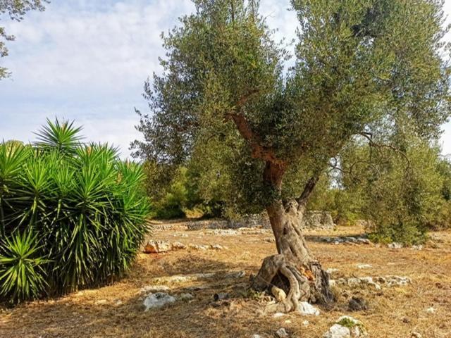 Casina Fumarola Vendégház Ostuni Kültér fotó