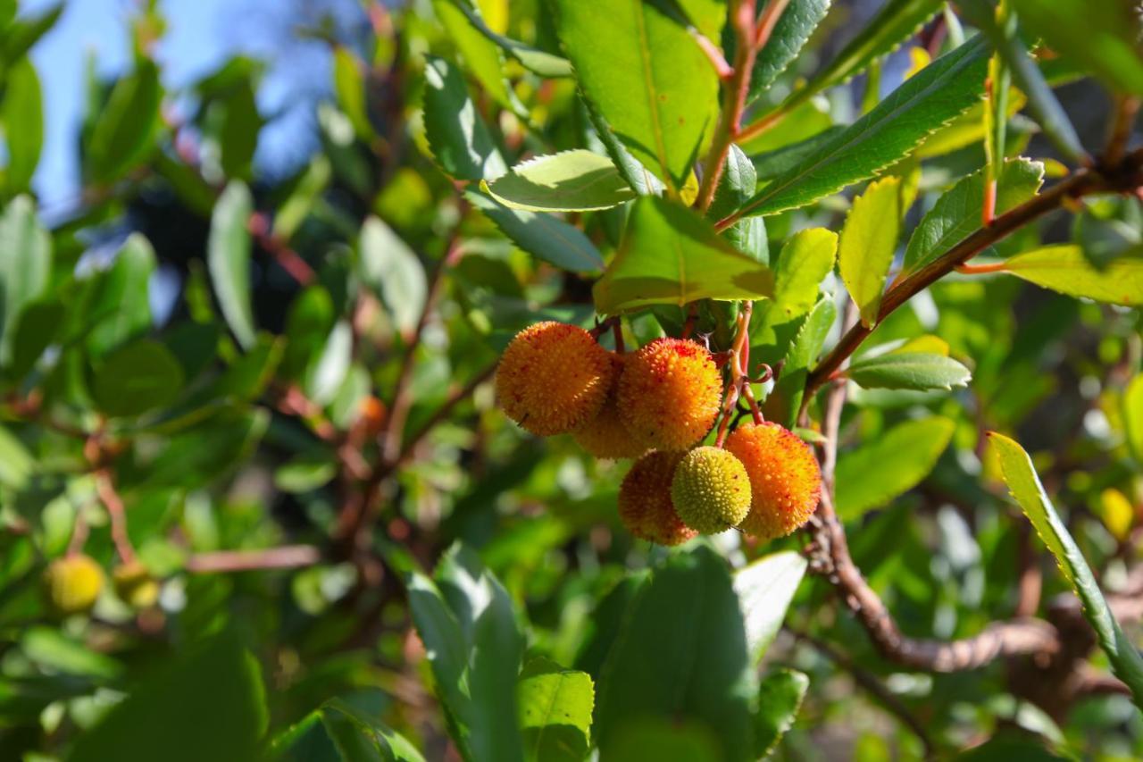 Casina Fumarola Vendégház Ostuni Kültér fotó